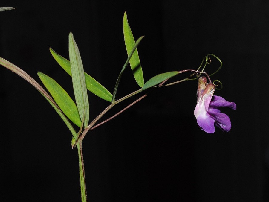 Image of Lathyrus pilosus specimen.