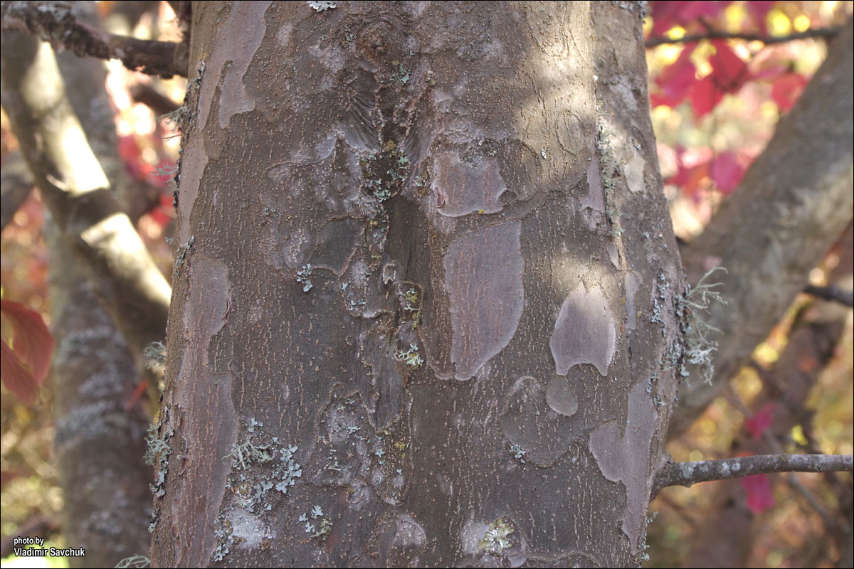 Image of Parrotia persica specimen.