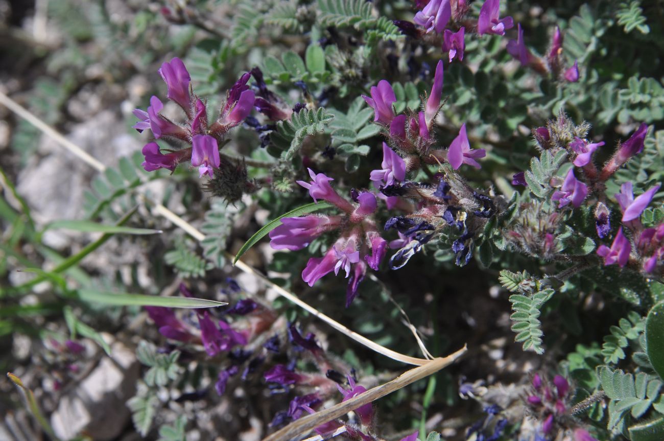 Image of genus Astragalus specimen.