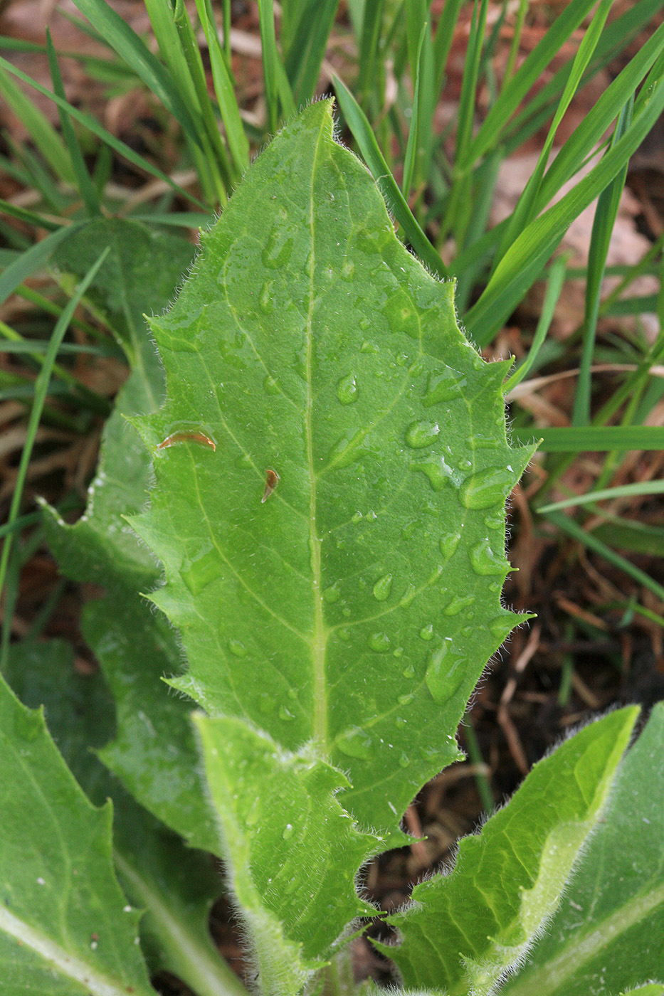 Изображение особи род Hieracium.