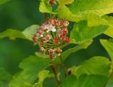 Physocarpus opulifolius