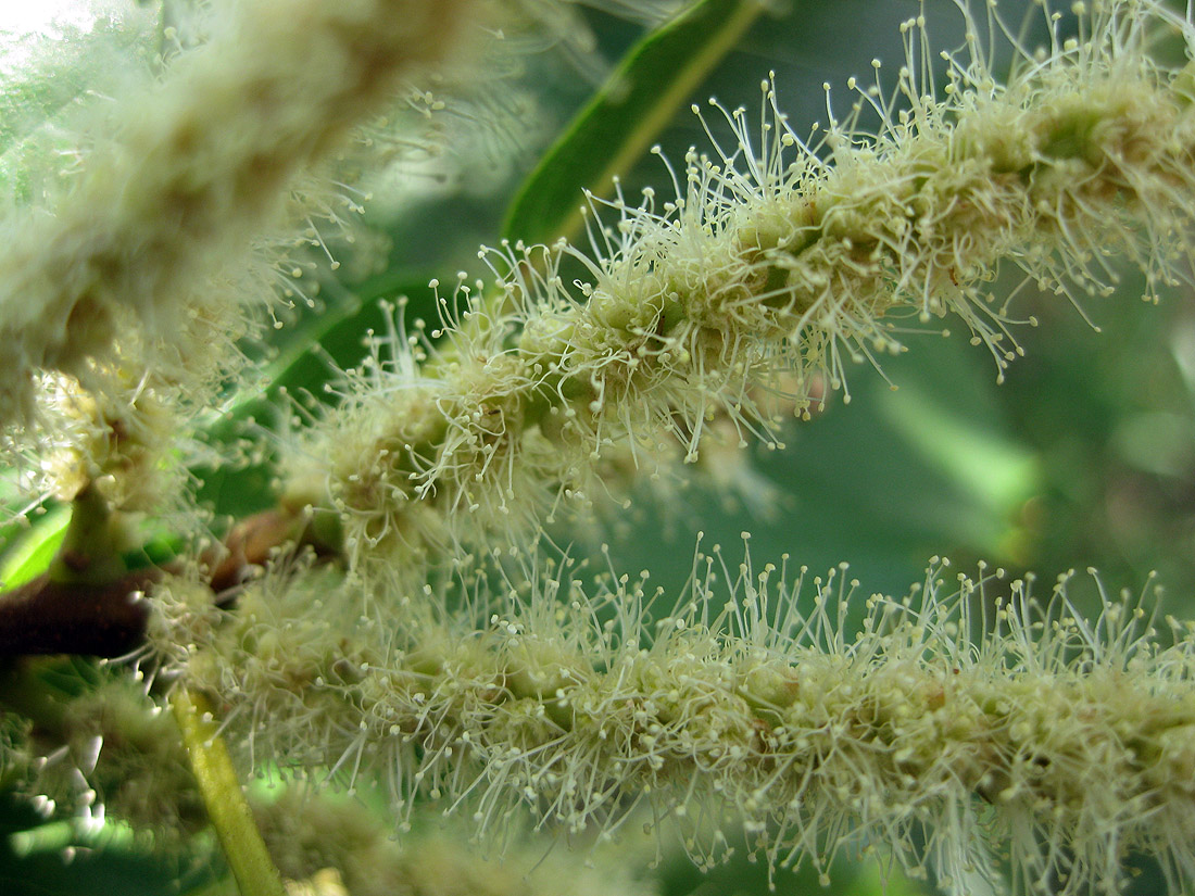 Image of Castanea sativa specimen.