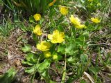 Ranunculus talassicus