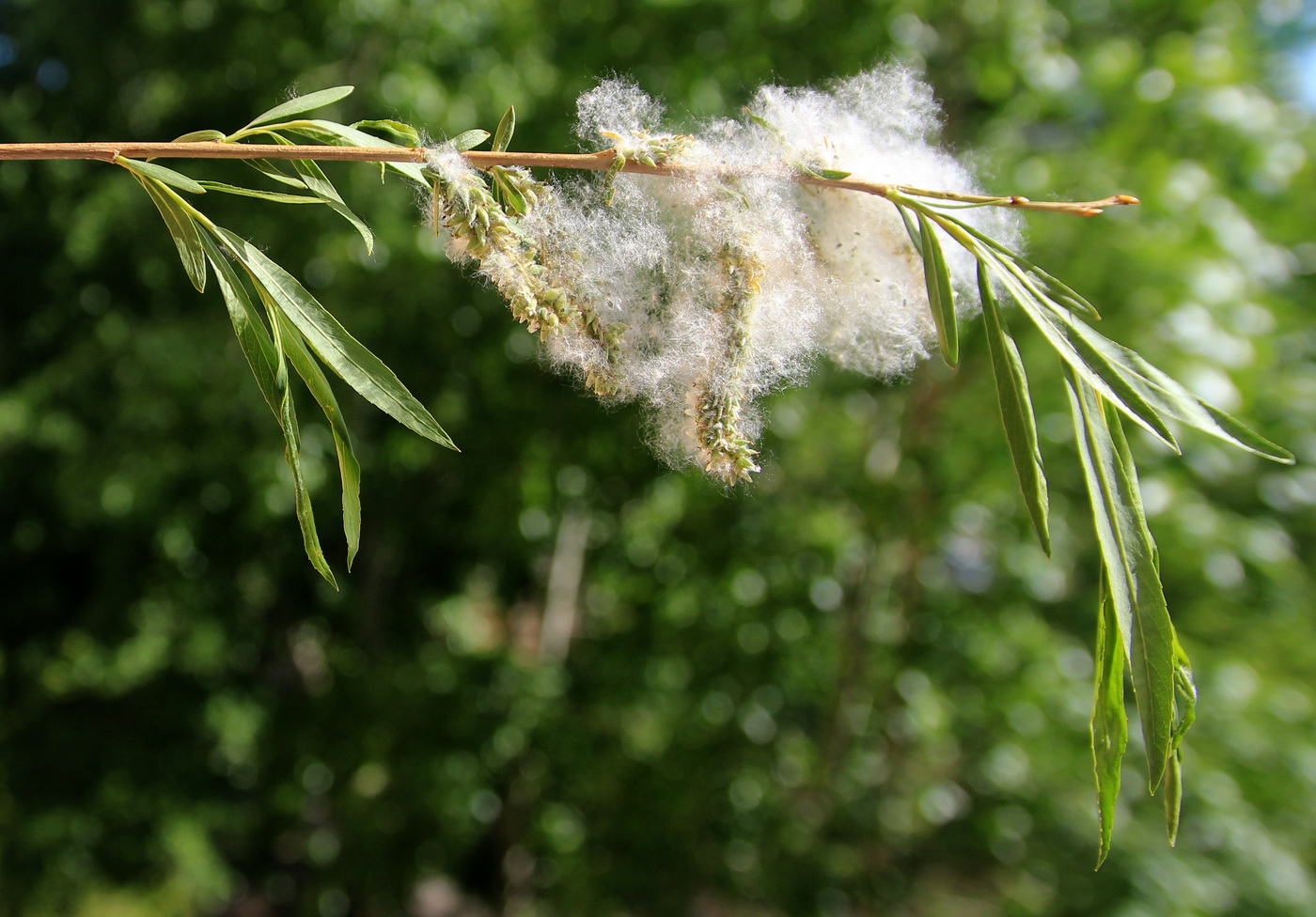 Image of Salix miyabeana specimen.