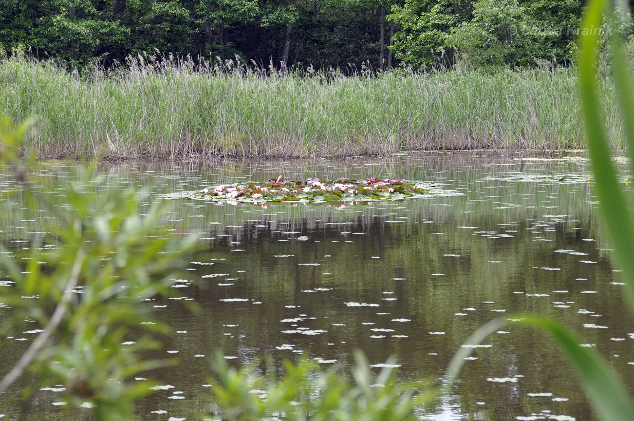 Image of genus Nymphaea specimen.