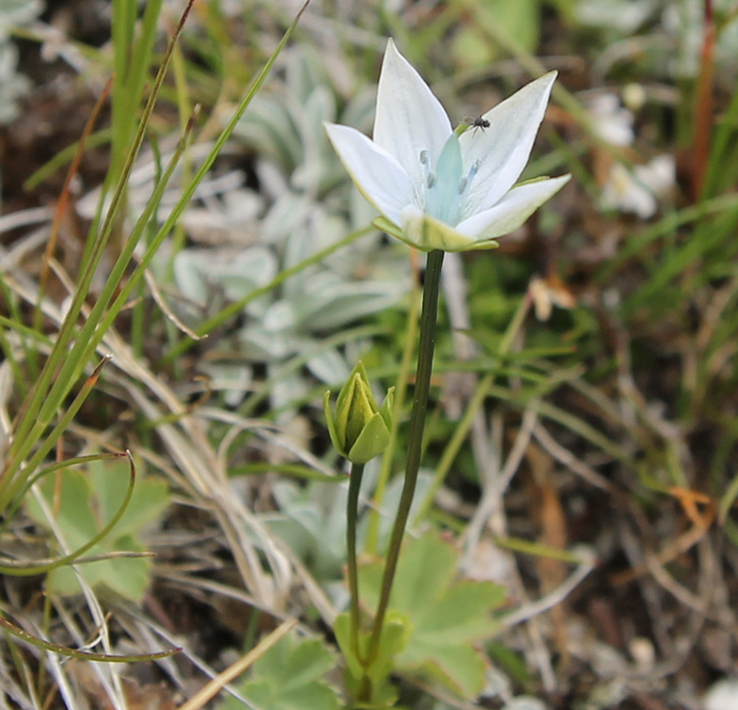 Изображение особи Lomatogonium carinthiacum.