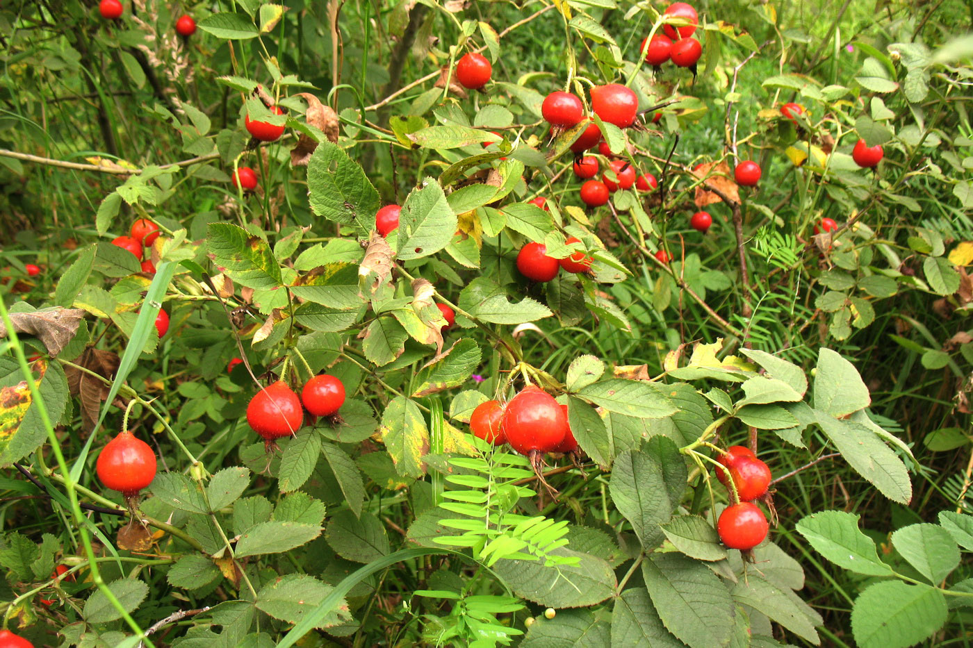 Image of Rosa villosa specimen.