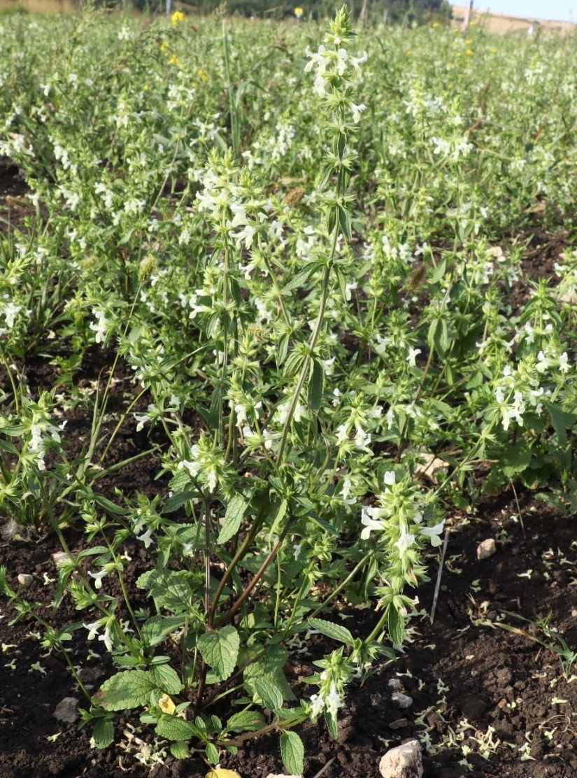 Изображение особи Stachys annua.