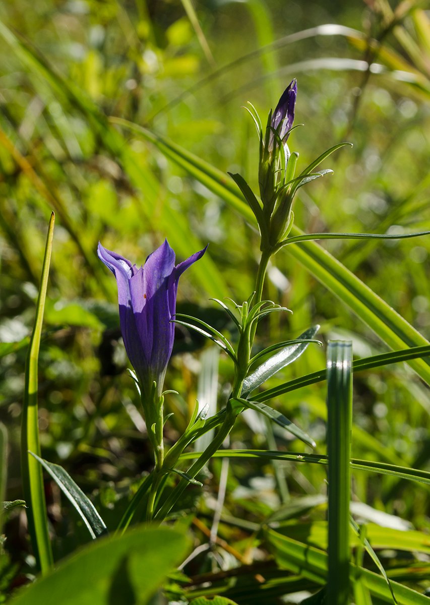 Изображение особи Gentiana pneumonanthe.