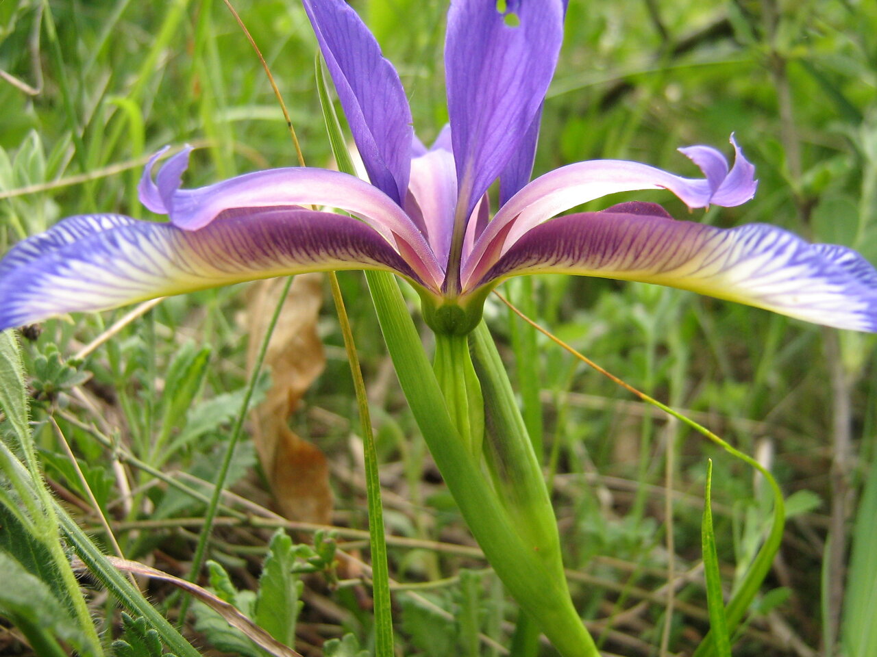 Изображение особи Iris graminea.