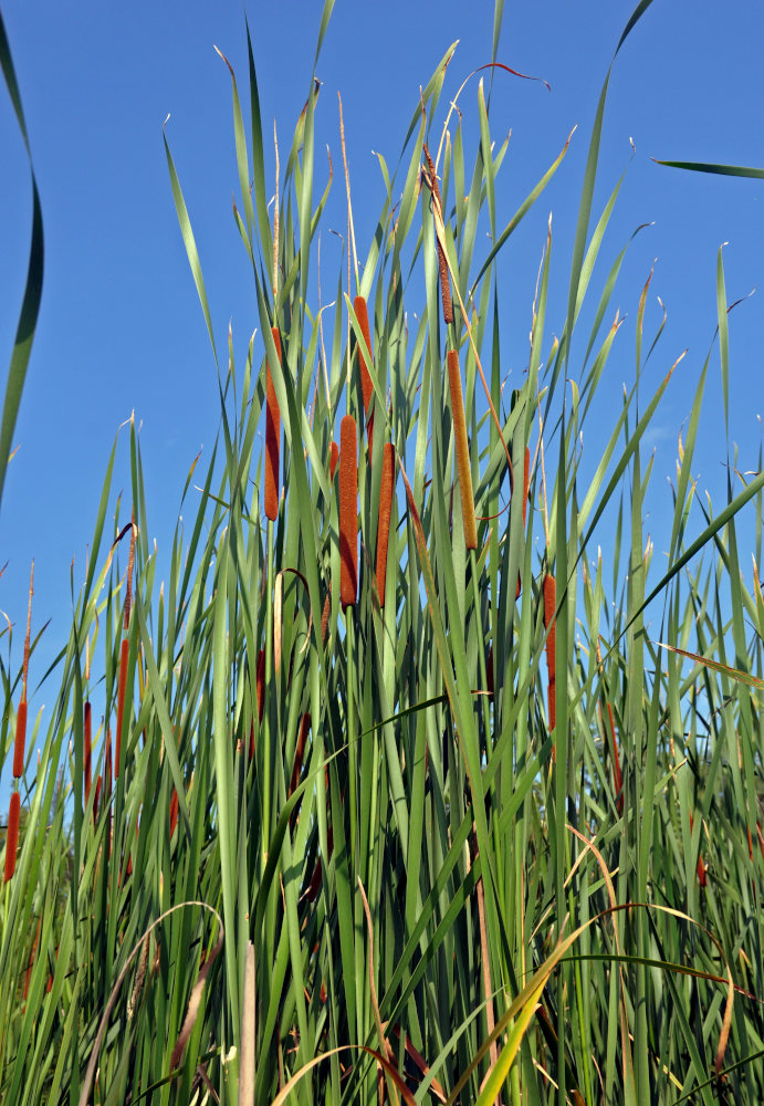 Image of Typha angustifolia specimen.