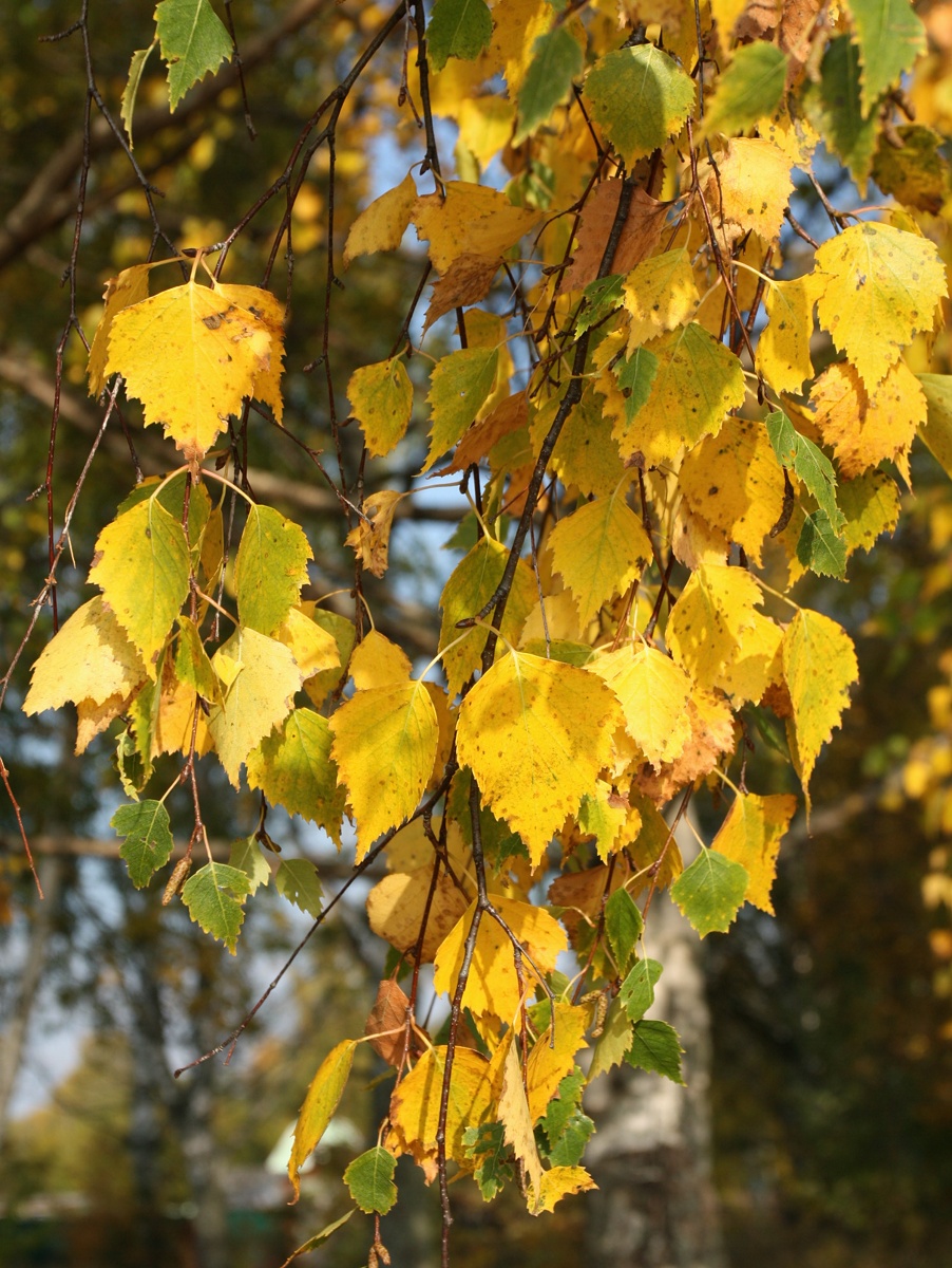 Image of Betula pendula specimen.