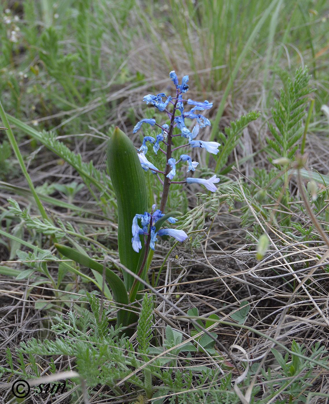 Изображение особи Hyacinthella leucophaea.