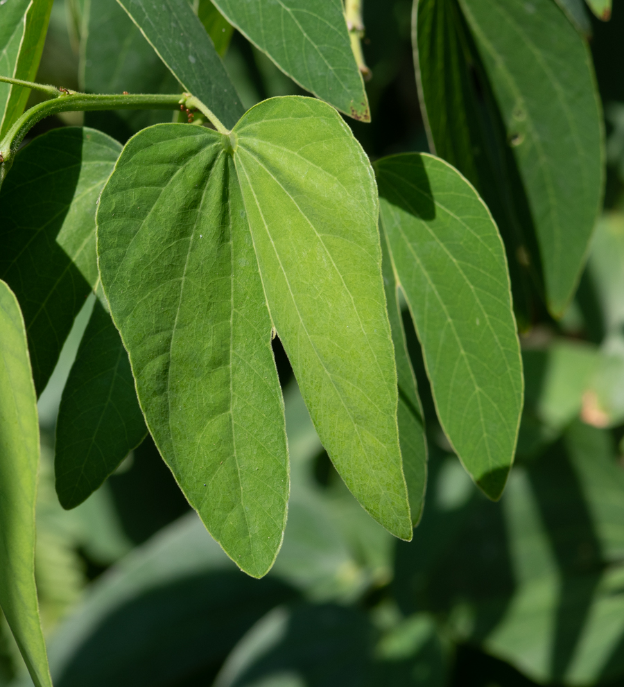 Изображение особи Bauhinia bowkeri.