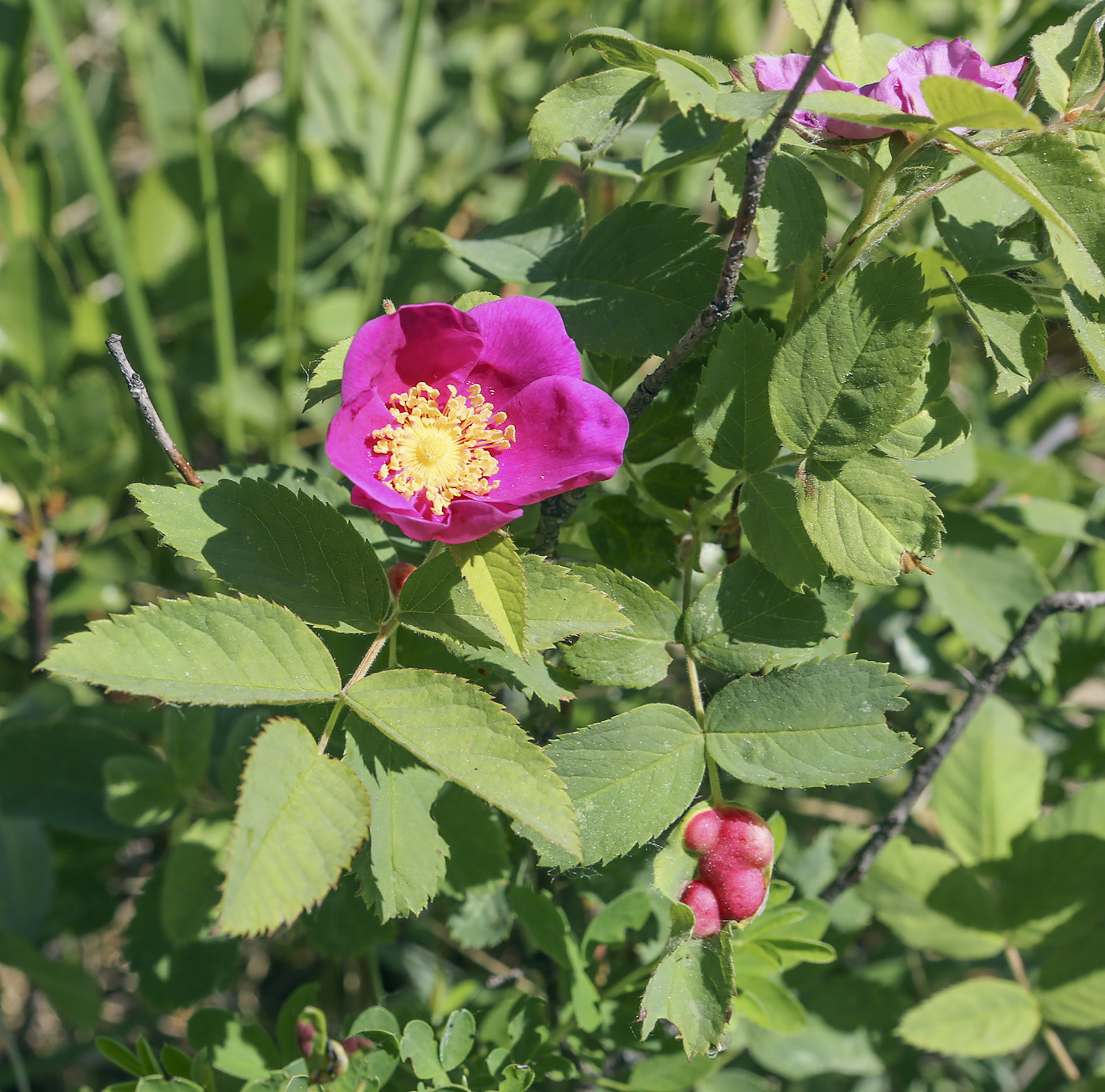 Image of Rosa glabrifolia specimen.