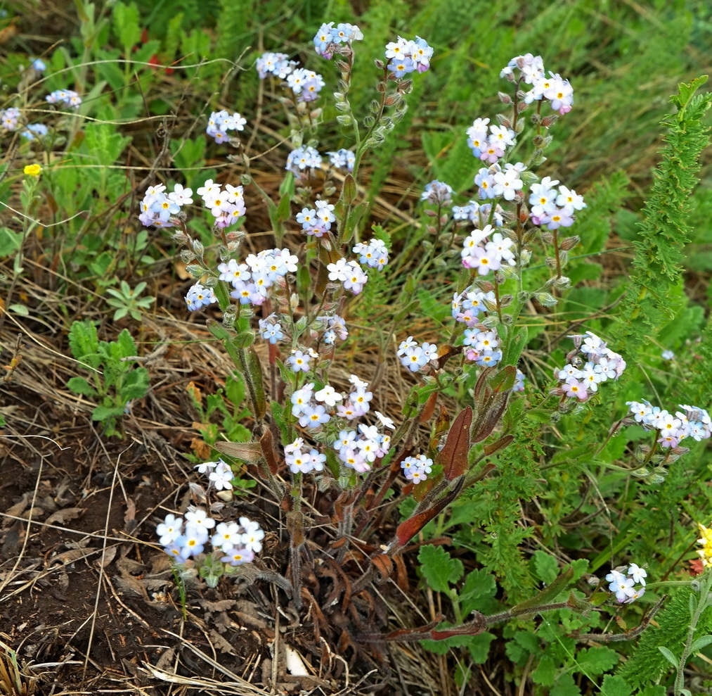 Image of Myosotis lithospermifolia specimen.