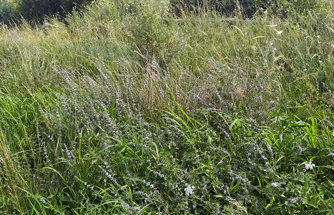 Image of Mentha × interrupta specimen.