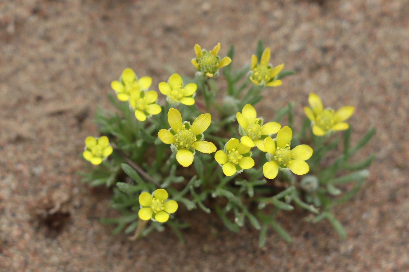 Image of Ceratocephala falcata specimen.