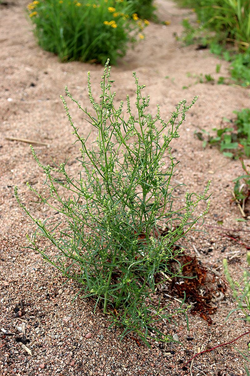 Image of Atriplex littoralis specimen.