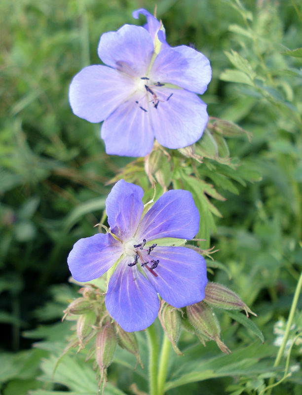 Изображение особи Geranium pratense.