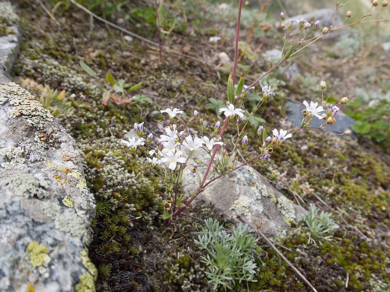 Image of Gypsophila elegans specimen.