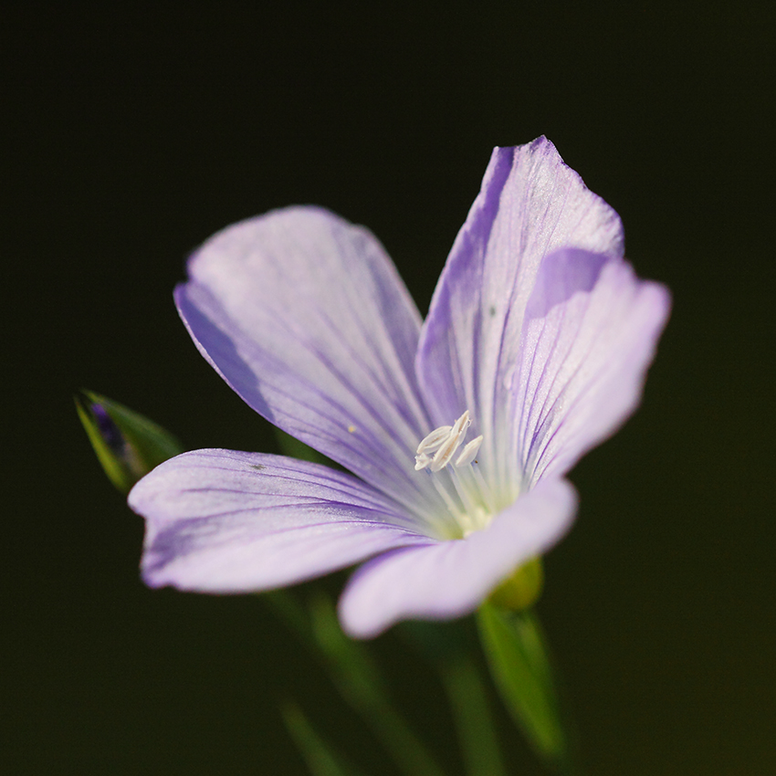 Изображение особи Linum nervosum.