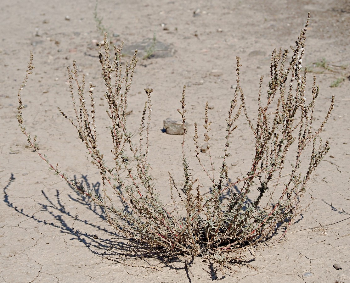 Image of Bassia prostrata specimen.