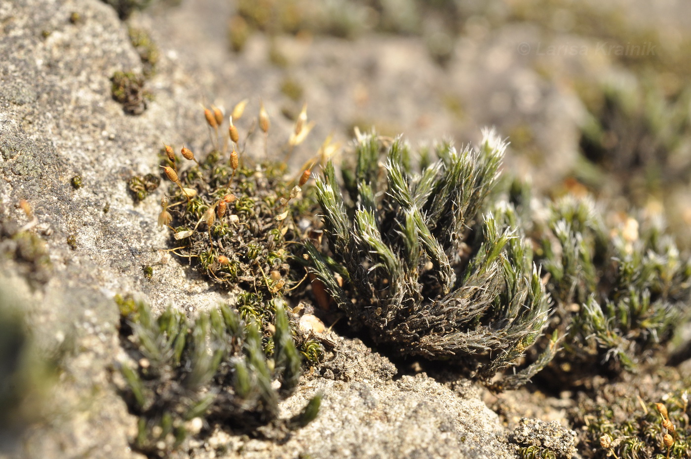 Image of familia Grimmiaceae specimen.