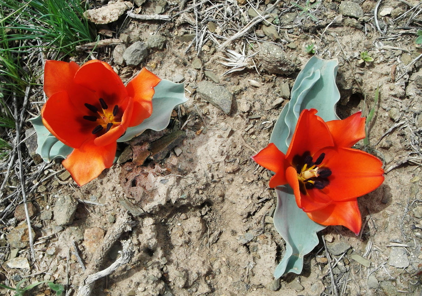 Изображение особи Tulipa alberti.