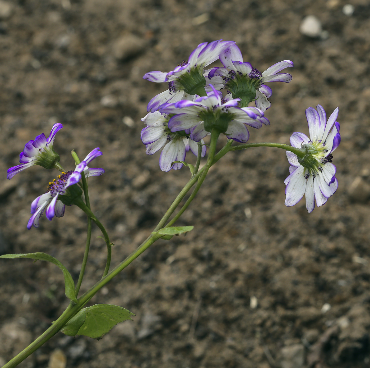 Image of genus Pericallis specimen.