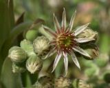 Sempervivum tectorum