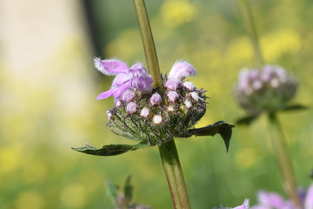 Изображение особи Phlomoides tuberosa.