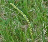 Triglochin maritima