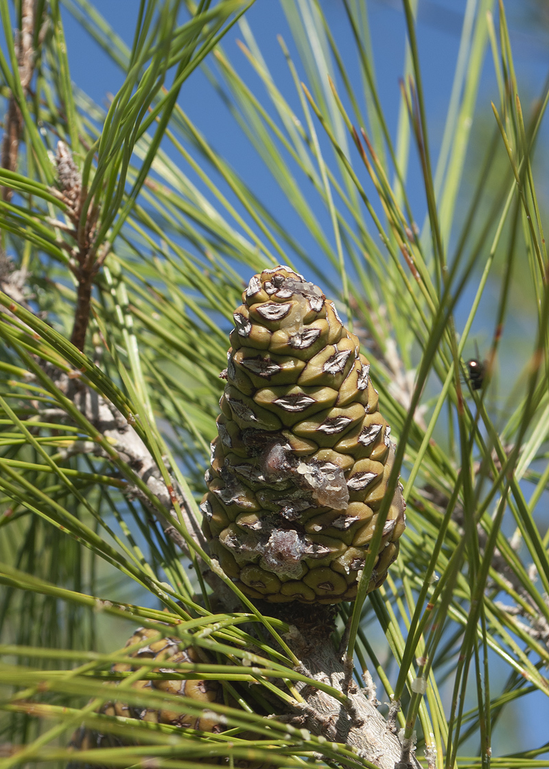 Image of Pinus brutia specimen.