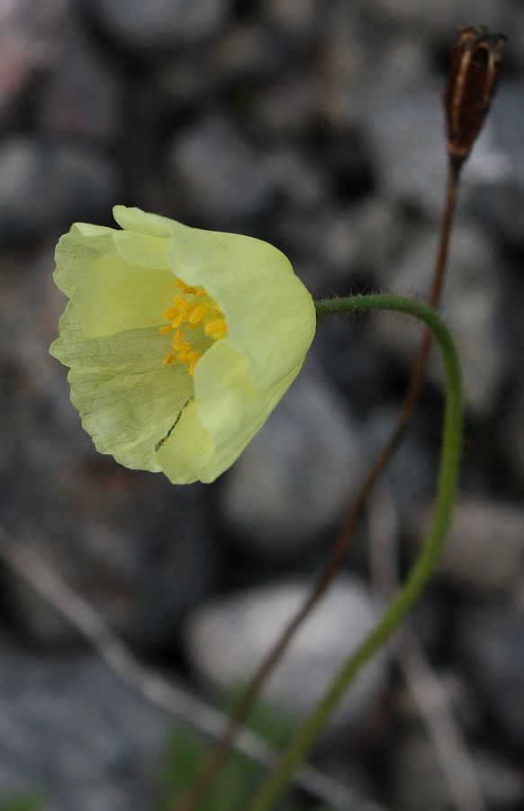 Image of Papaver lapponicum specimen.