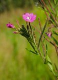 Epilobium hirsutum. Верхушка побега с цветками, бутонами и плодами. Пермский край, Кунгурский р-н, Ленское сельское поселение, окр. дер. Веслянка, дол. р. Ирень, зарастающий луговой растительностью галечник. 6 августа 2022 г.