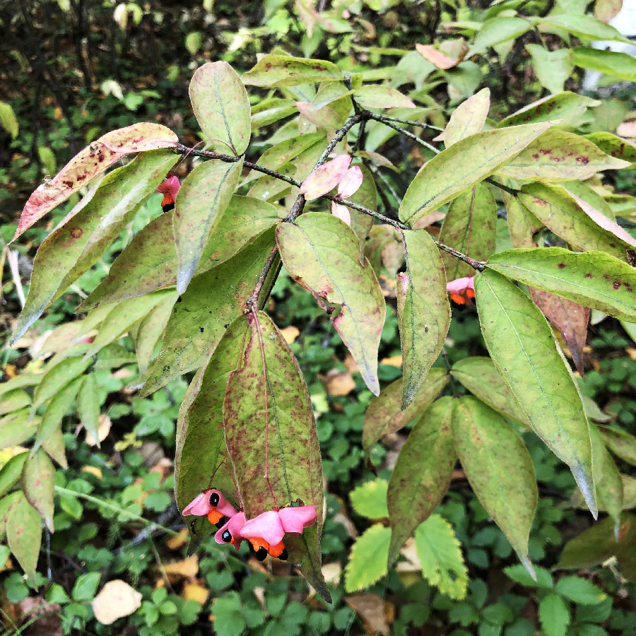 Изображение особи Euonymus pauciflorus.