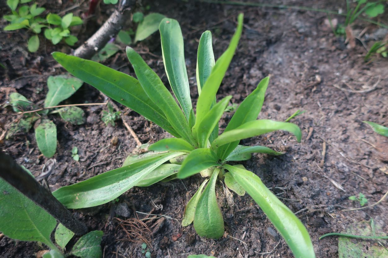 Image of Gentiana macrophylla specimen.