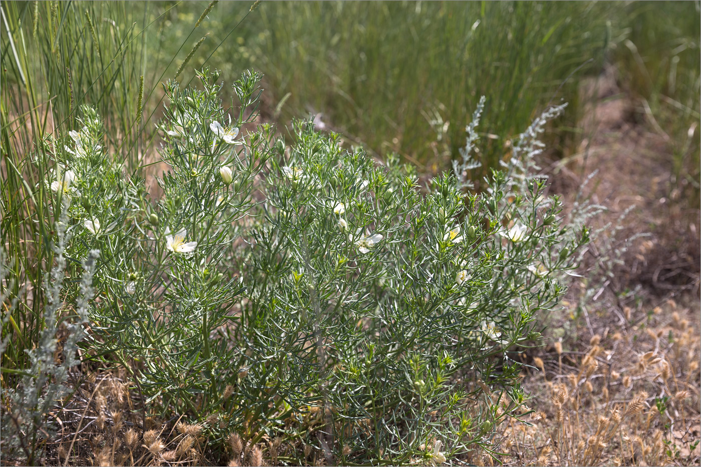 Image of Peganum harmala specimen.