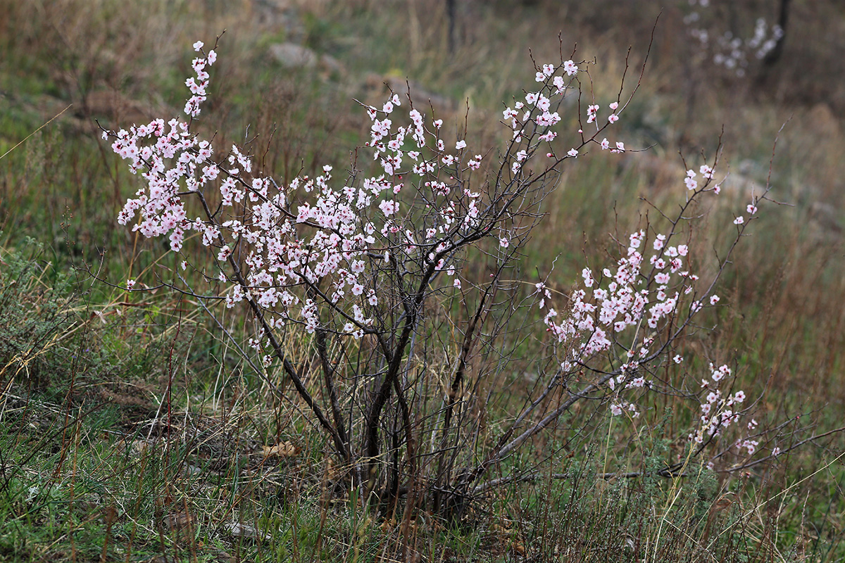 Image of Armeniaca sibirica specimen.