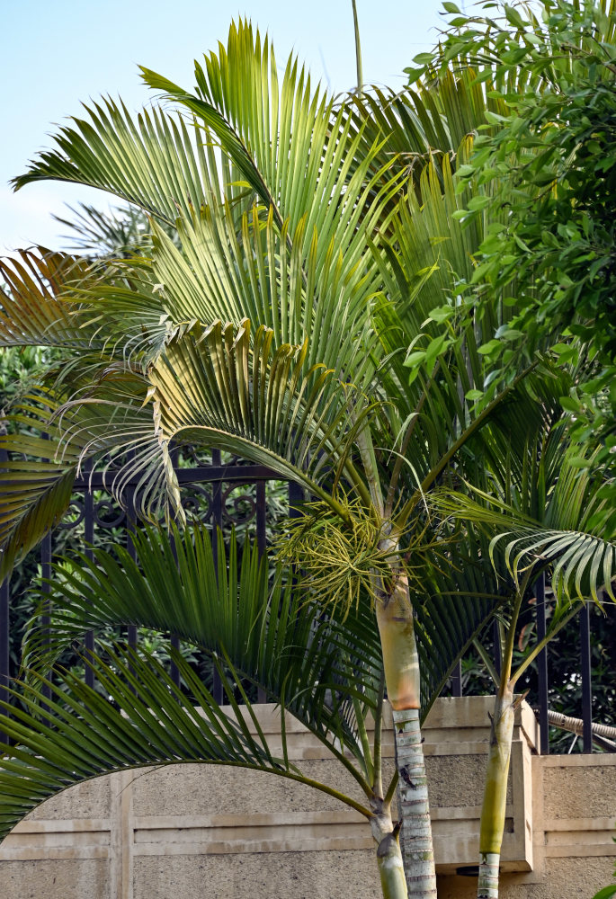 Image of Dypsis lutescens specimen.