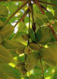 Juglans cinerea