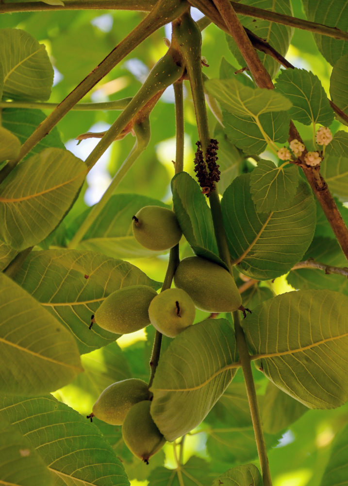 Image of Juglans cinerea specimen.