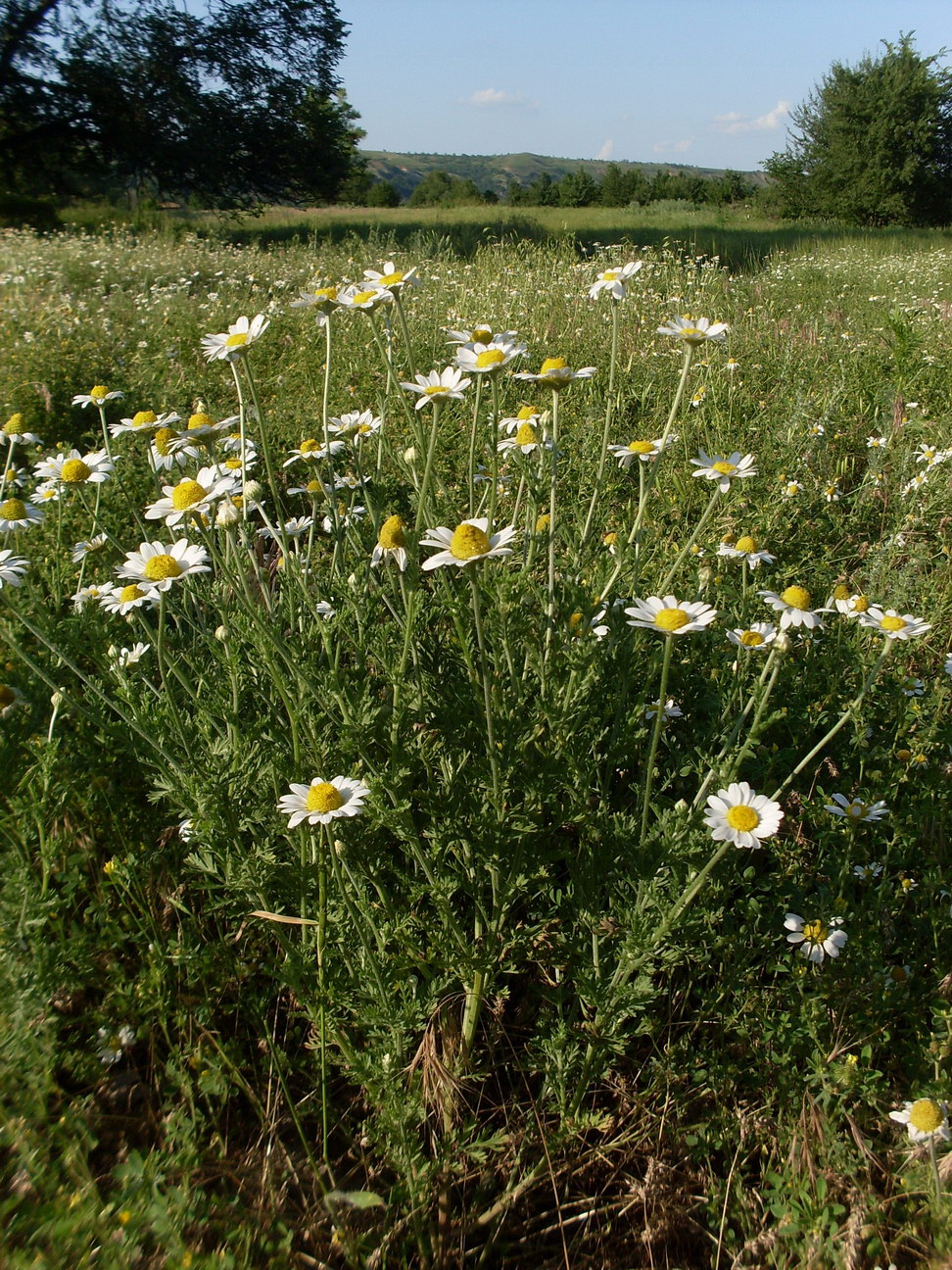 Изображение особи Anthemis ruthenica.