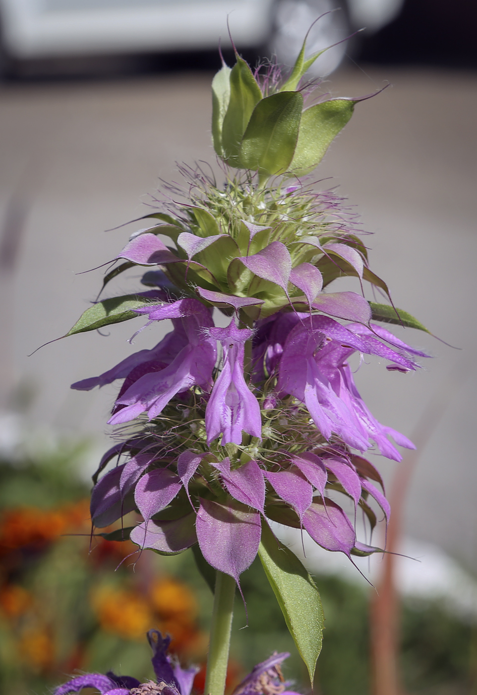 Image of Monarda citriodora specimen.