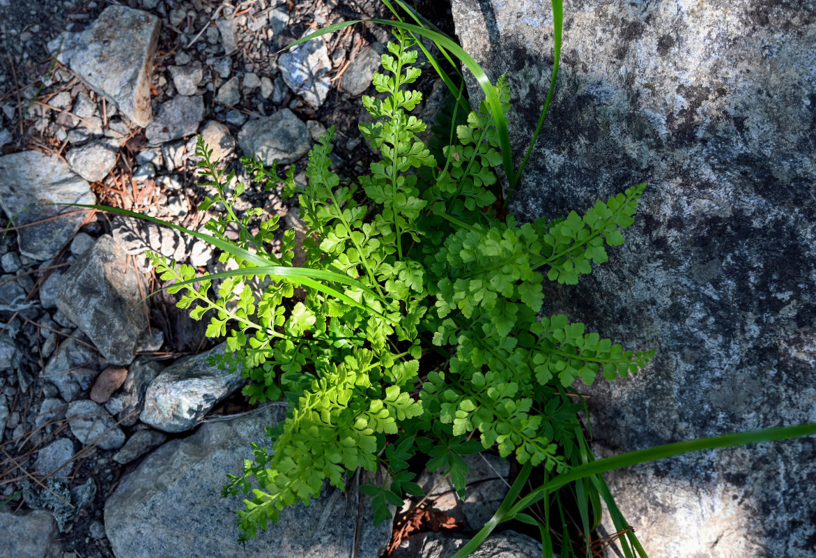 Изображение особи Asplenium sajanense.