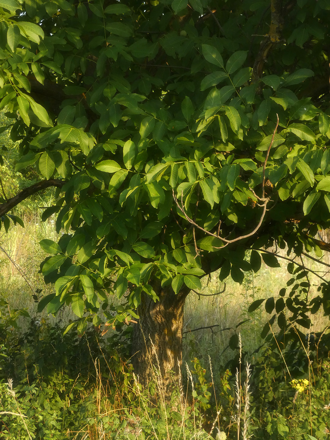 Изображение особи Juglans regia.