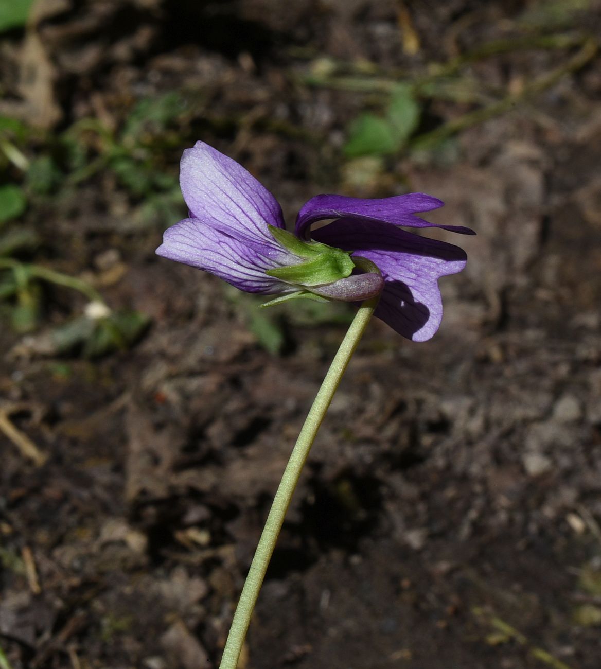 Изображение особи род Viola.