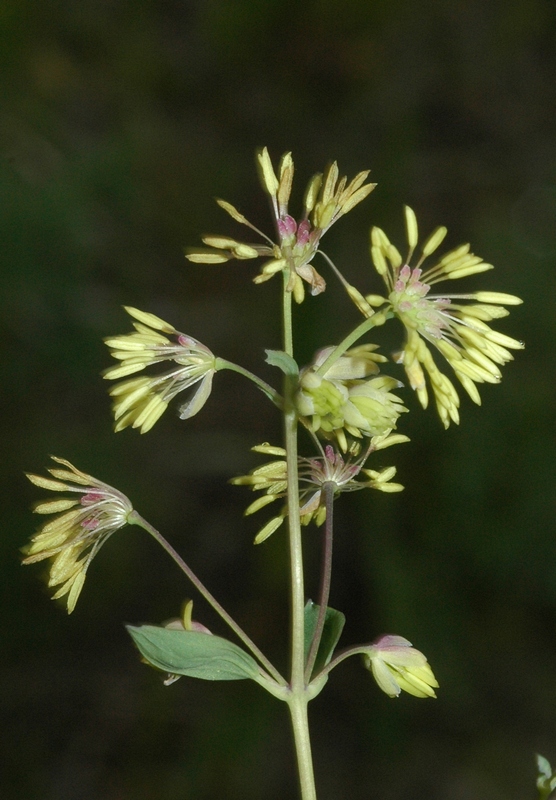 Image of Thalictrum minus specimen.