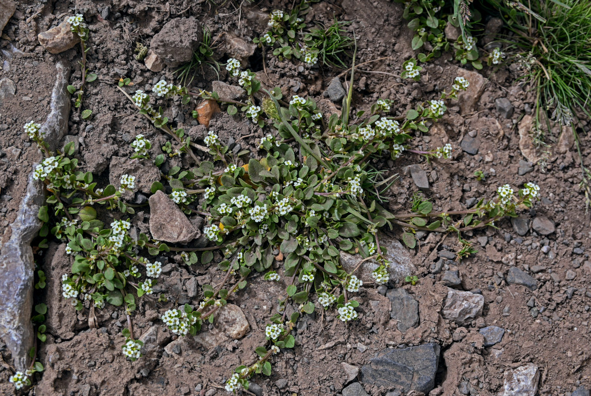 Image of Taphrospermum altaicum specimen.